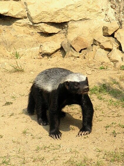 Honey Badger