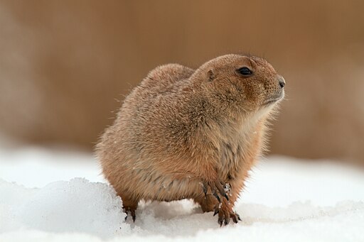 Prairie dog in the snow