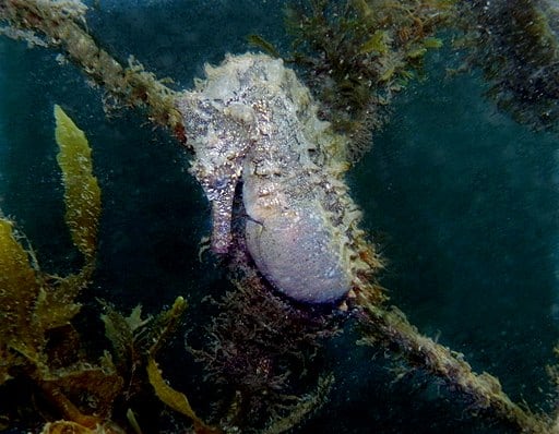 Pregnant Male Seahorse
