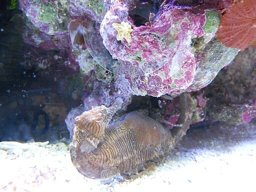 Pregnant seahorse