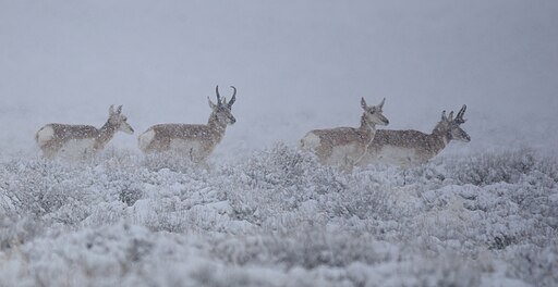 Pronghorn in spring snow storm