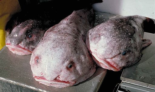 Blobfish