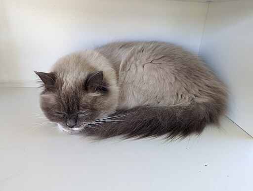 Resting Ragdoll Cat