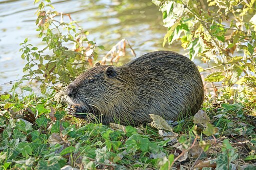 Ragondin (Myocastor coypus)