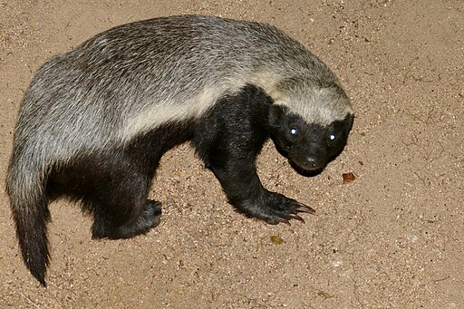 Honey Badger