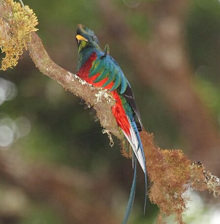 Resplendent Quetzal