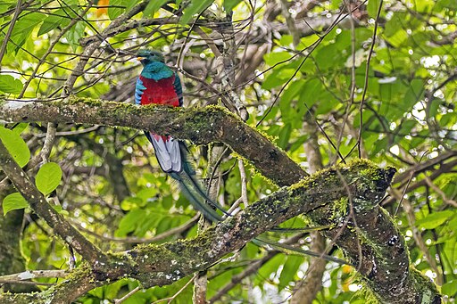 Resplendent quetzal