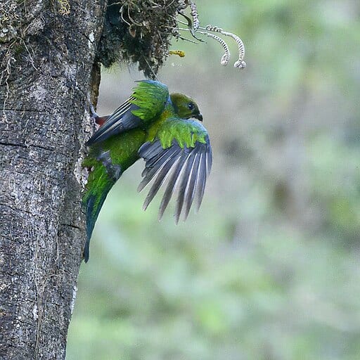 Resplendent quetzal