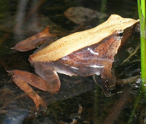 Darwins frog