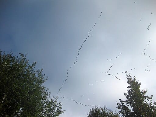 Bird Migration