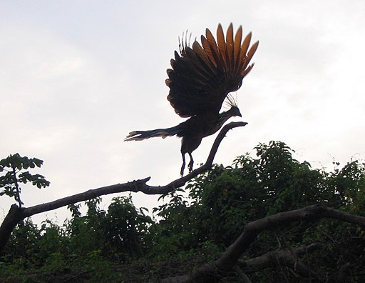 Hoatzin