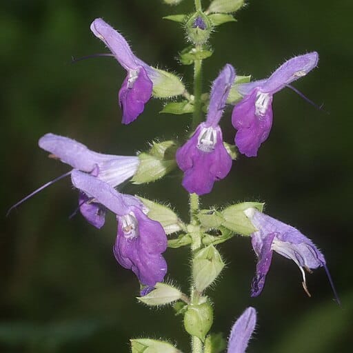 Salvia Flower