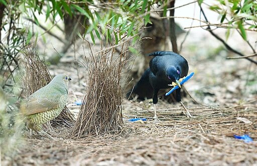 Satin Bowerbird