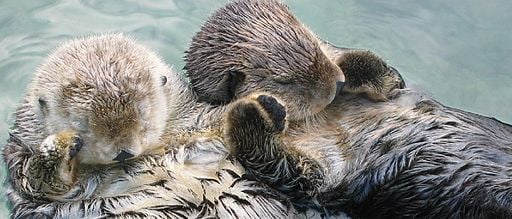 Sea otters hold hands while floating in the water, creating a charming "raft" that helps them stay connected and prevent drifting apart. Photo by Mazin Omron via pexels