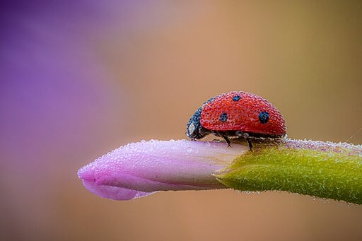 Ladybug