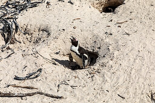 Simon’s Town (ZA), Boulders Beach, Penguin Colony