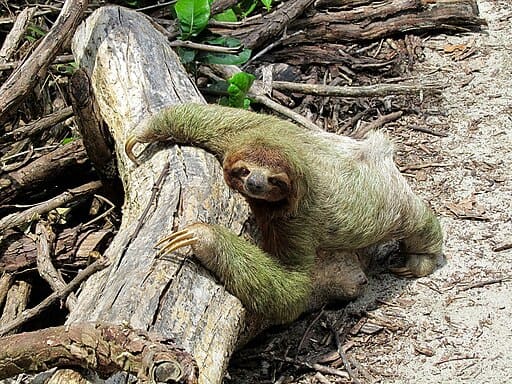 Sloth