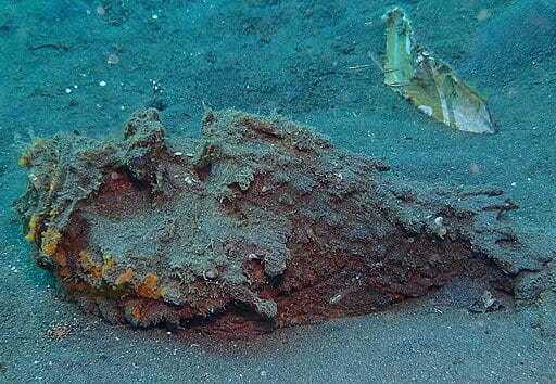 Stonefish