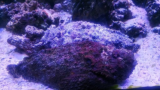 Stonefish