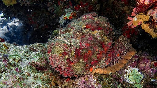 Stonefish