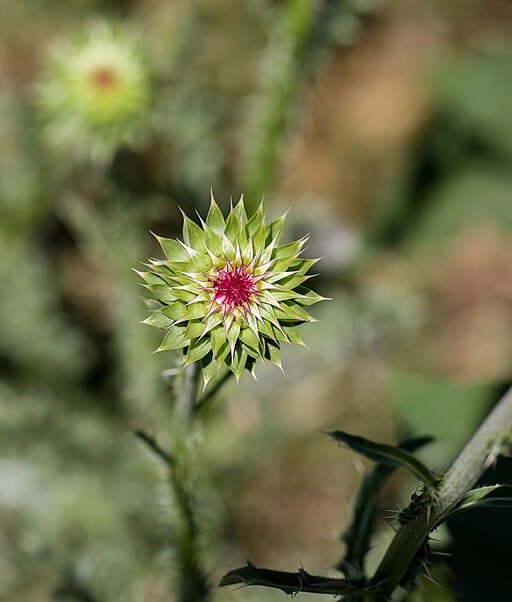 Texas invasive Musk Thistle