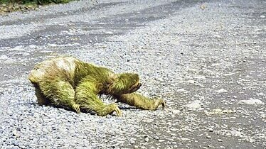 Three-toed sloth crossing road in Costa Rica