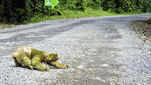 Three-toed sloth crossing road in Costa Rica