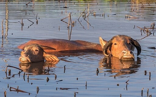 Two water buffaloes bathing at golden hour