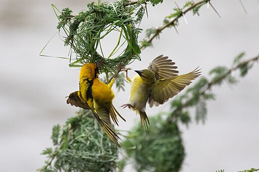 Weaver Nest