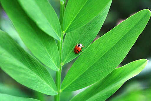 Variegated ladybug on a plant