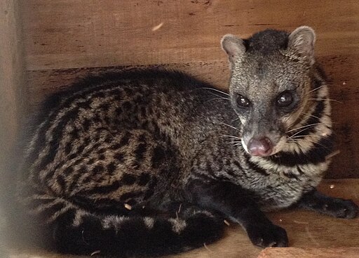 Civet cat, Viverra zibetha