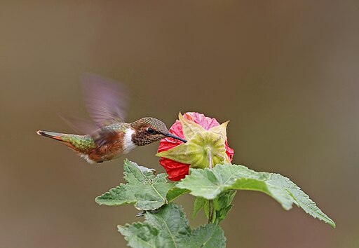 Volcano Hummingbird