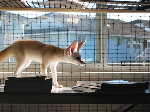 Fennec Fox (Vulpes zerda) in front of a window.