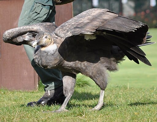 Andean Condor
