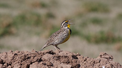 Western Meadowlark