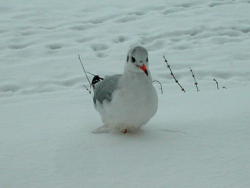 Winter Benrath
