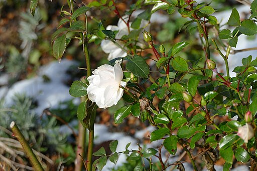 Winter Rose Bush