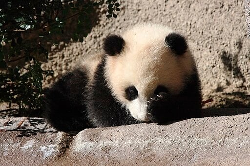Baby Giant Panda