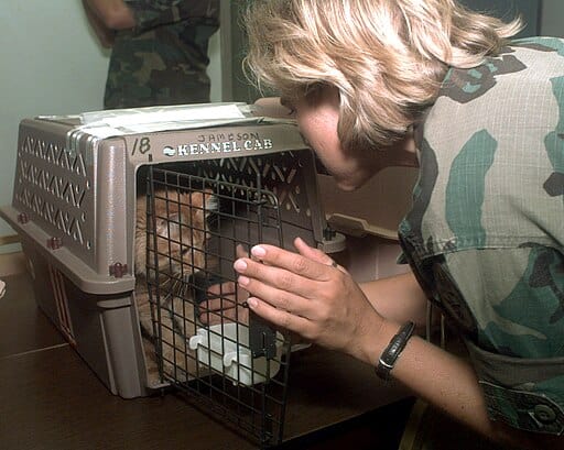 Cat being relocated
