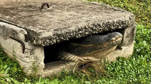 Florida Firefighters Rescue Massive (10-Foot-6-Inch) Alligator from Storm Drain