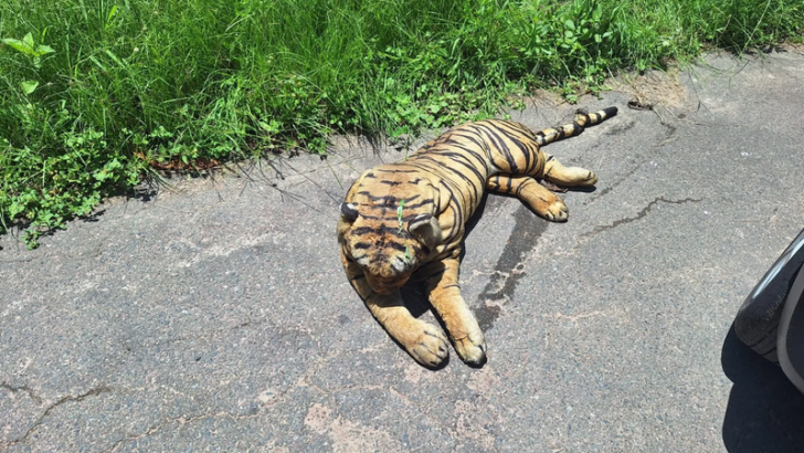 Residents Mistake Teddy Bear for Wild Tiger Causing Panic in Shallcross Neighborhood