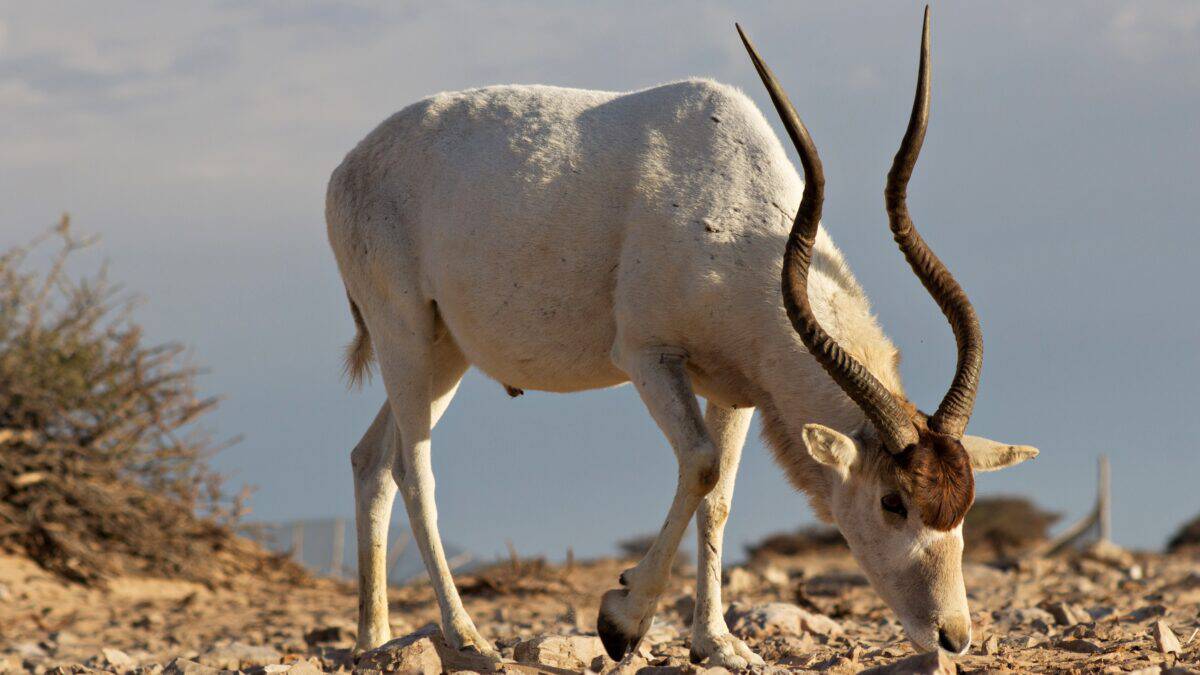 Addax