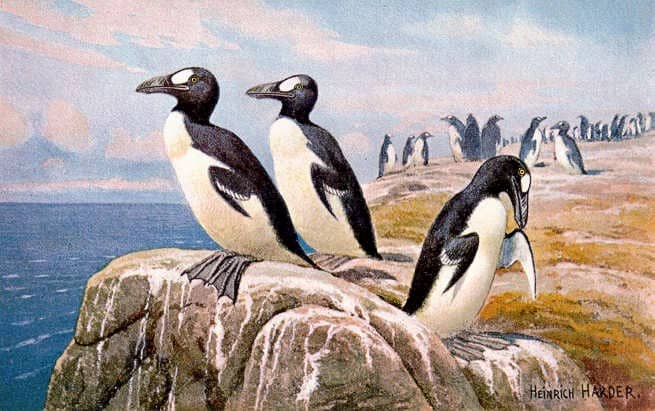 The History of the Great Auk: A Now-Extinct Seafaring Bird