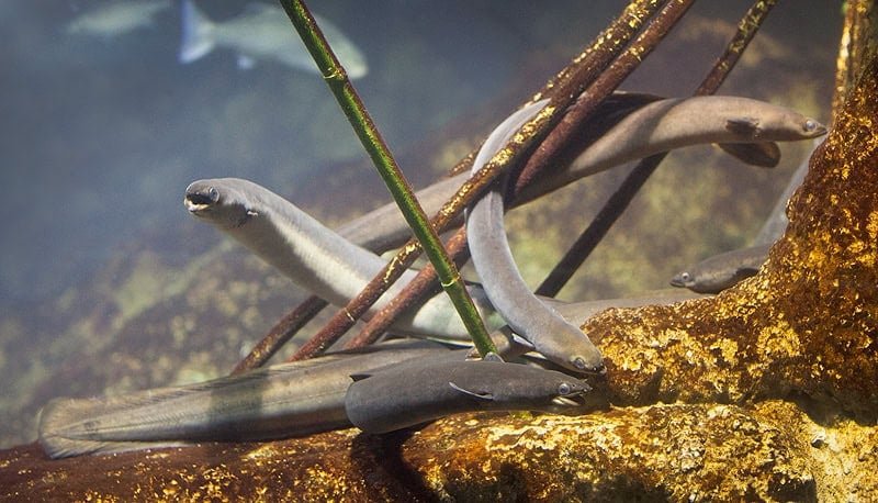 Eels