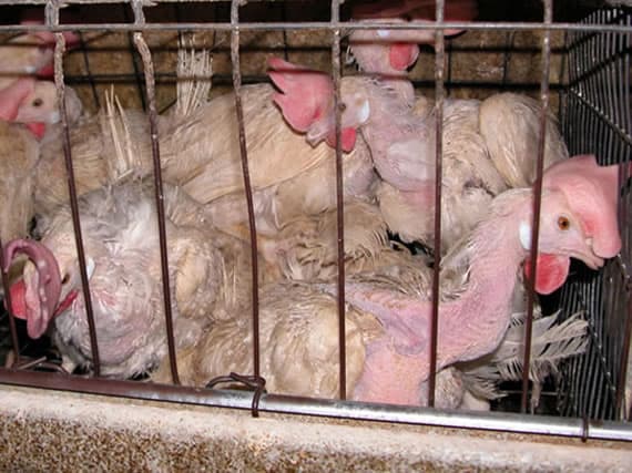 Animal Abuse Battery Cage