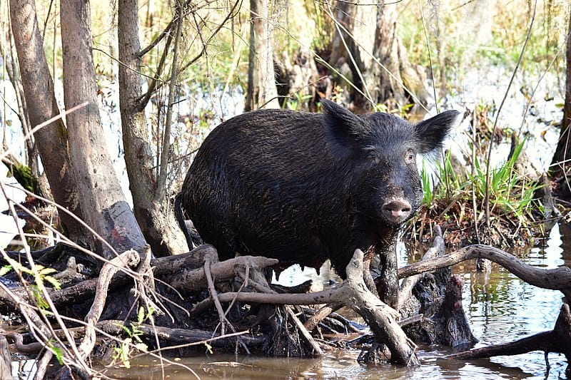 Feral hog.