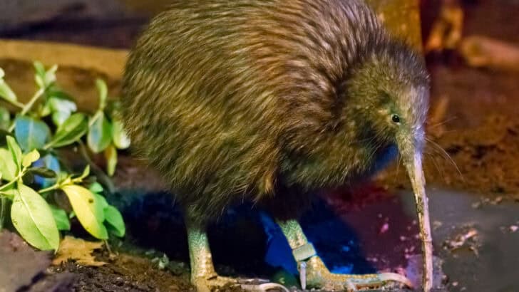 Why New Zealand Is the Best Place to See Kiwi Birds in the Wild