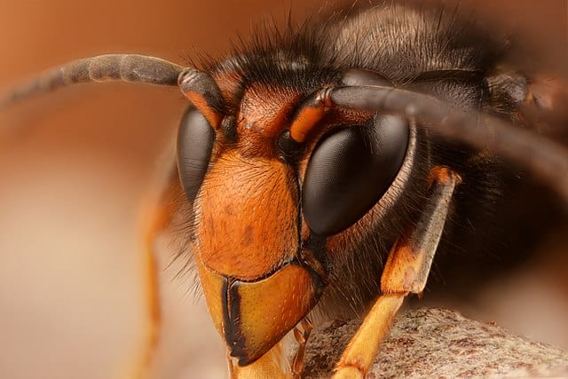 A close-up of a deadly hornet, showcasing its sharp mandibles, large black eyes, and distinctive orange and black markings.