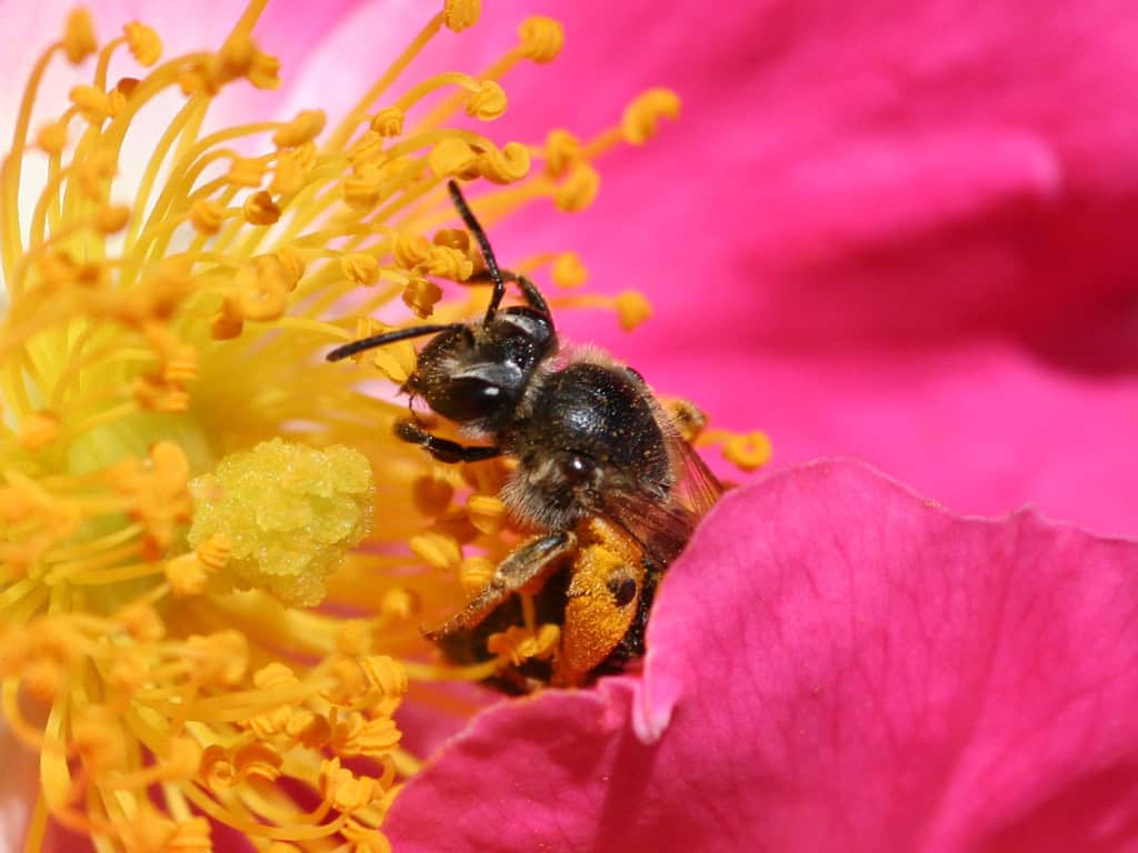 Bee pollinating a rose.
