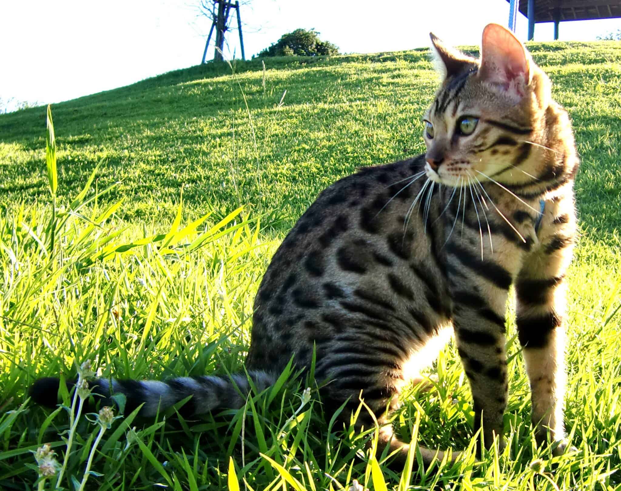 14 Cats That Can Survive Harsh Winter Climates - Animals Around The Globe